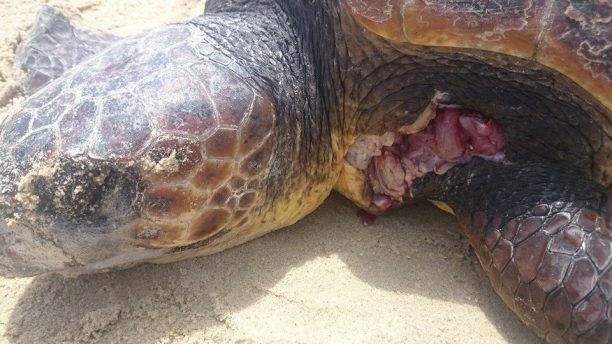 Νάξος: Άλλη μια χελώνα καρέττα νεκρή από ανθρώπινο χέρι